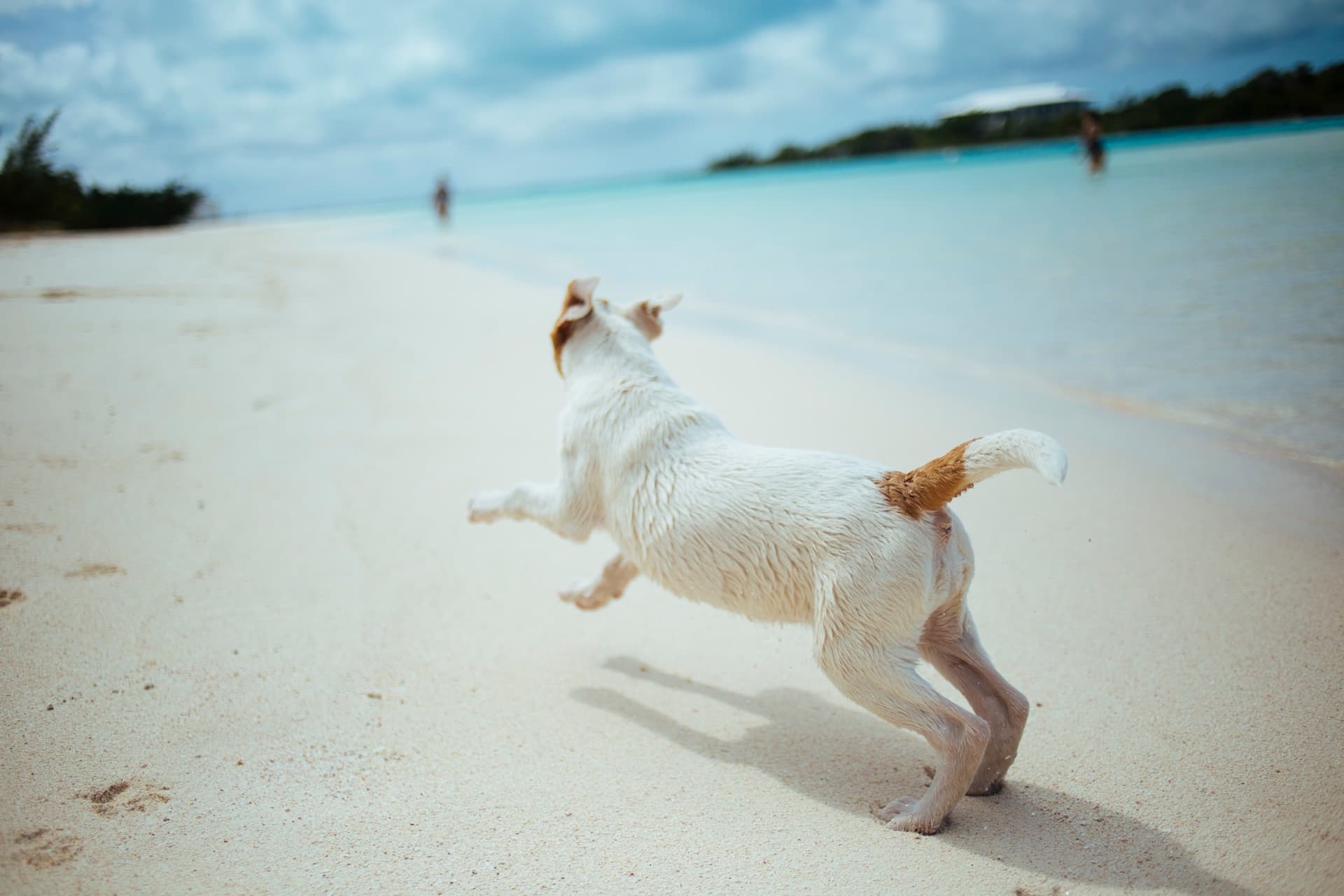 A Jack Russell mid-bound across wet sand toward the water, tail up