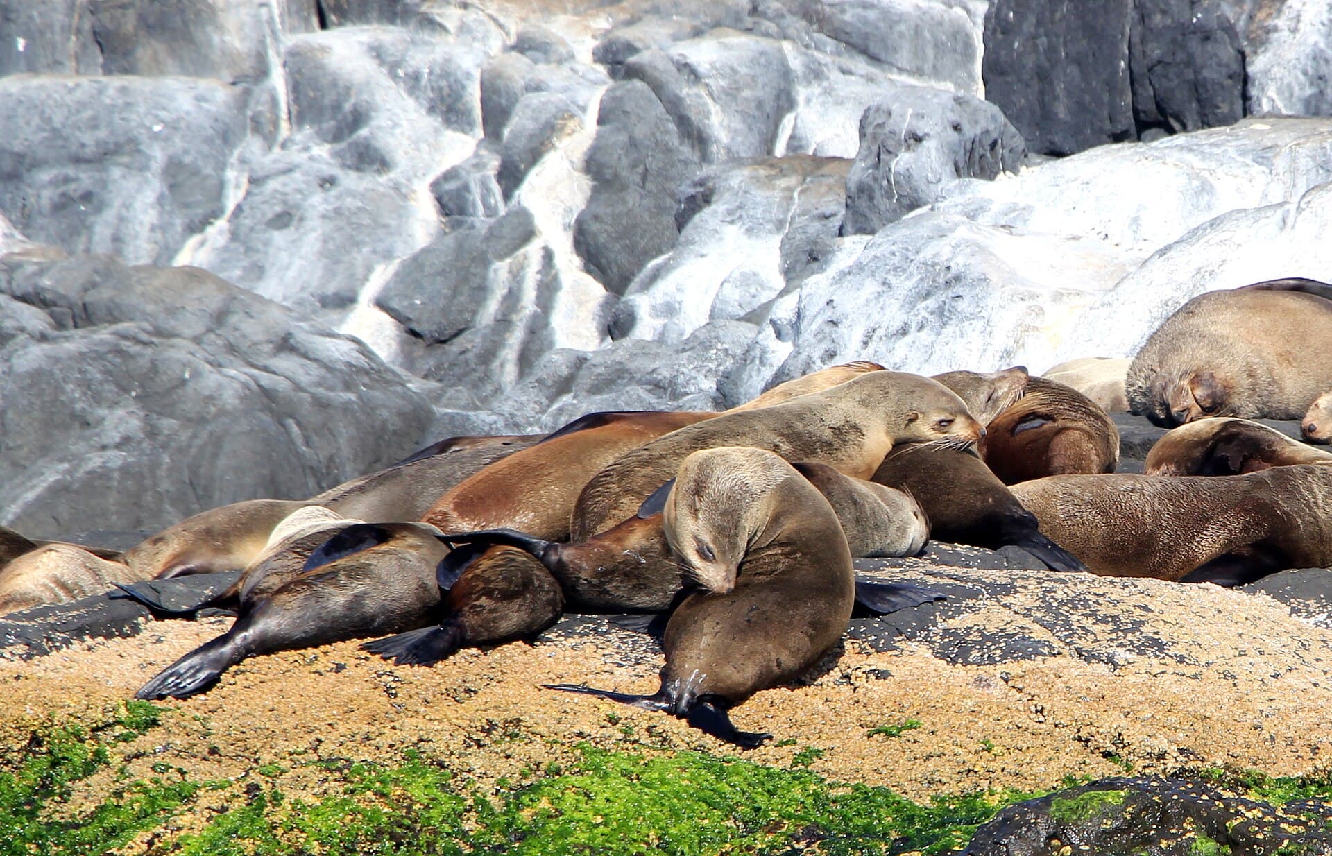 Fur seals hauled out on the rocks at Barunguba Montague Island, off Narooma